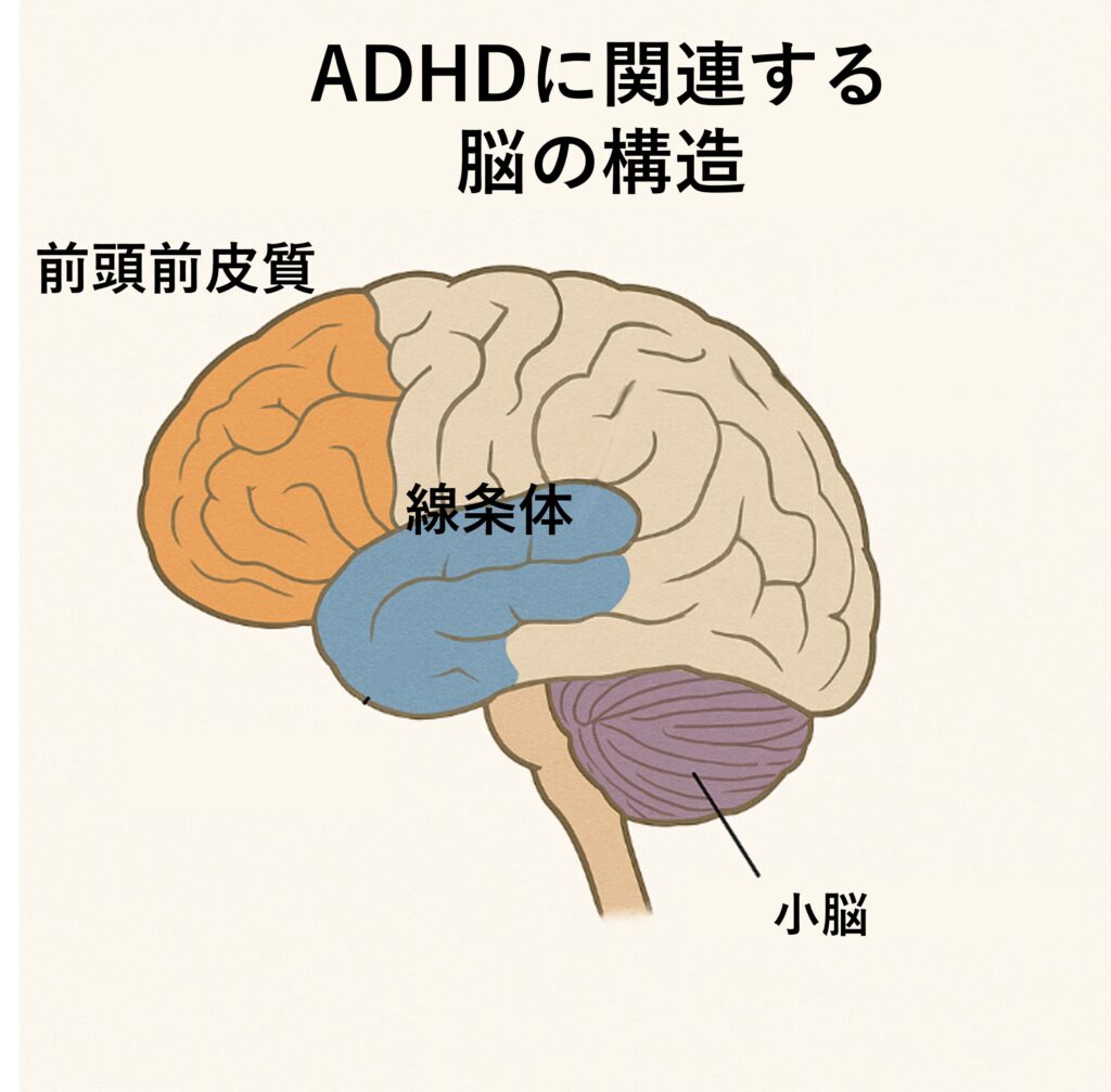 脳の特定の領域や神経回路の発達の違いに関連しています
